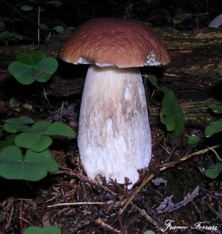 boletus edulis